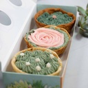 3 Pack Tartaletas Mother's Love